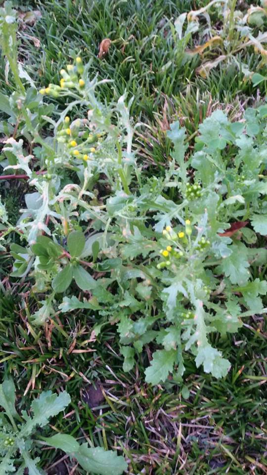 Senecio vulgaris